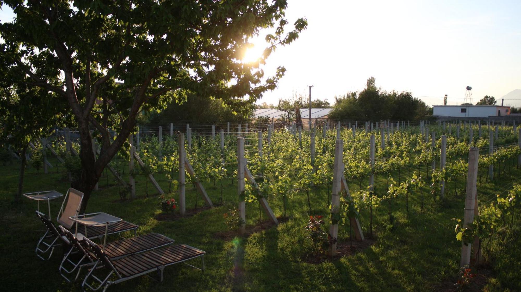 "Per Mik" Cottage In Vineyard Shkodër Exteriér fotografie