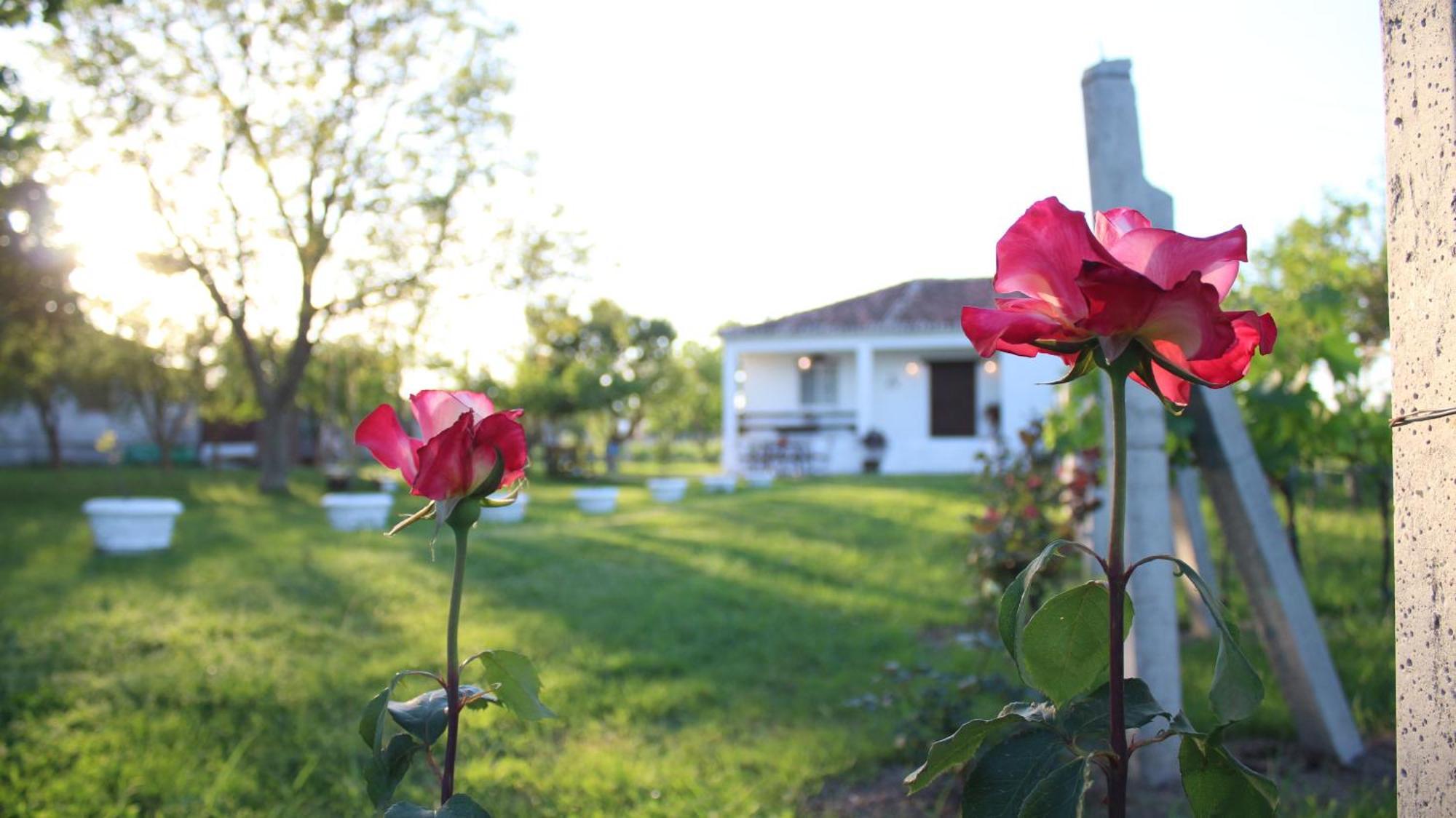 "Per Mik" Cottage In Vineyard Shkodër Exteriér fotografie